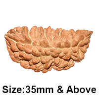 1 mukhi 